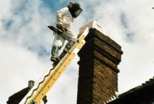Removing a colony from a chimney