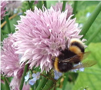 Bumble Bee collecting pollen and nectar