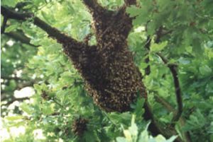 Swarm of honey bees